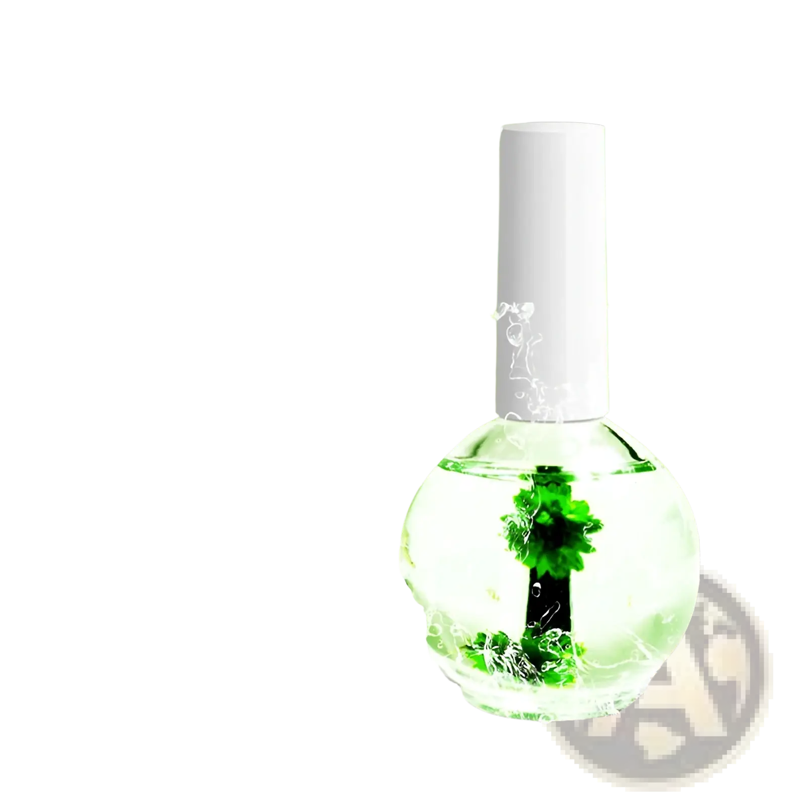 Clear glass nail polish bottle with white cap containing green aloe vera plant in dried flower revitalizing nail oil