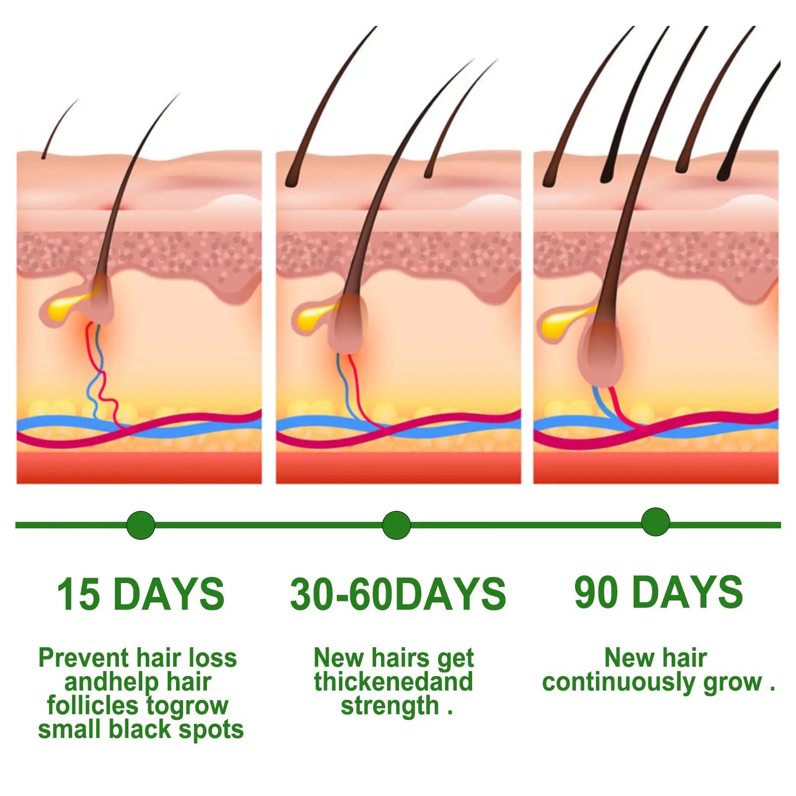 Illustrated diagram showing the three stages of hair growth over time with skin and follicles for eelhoe rosemary oil set