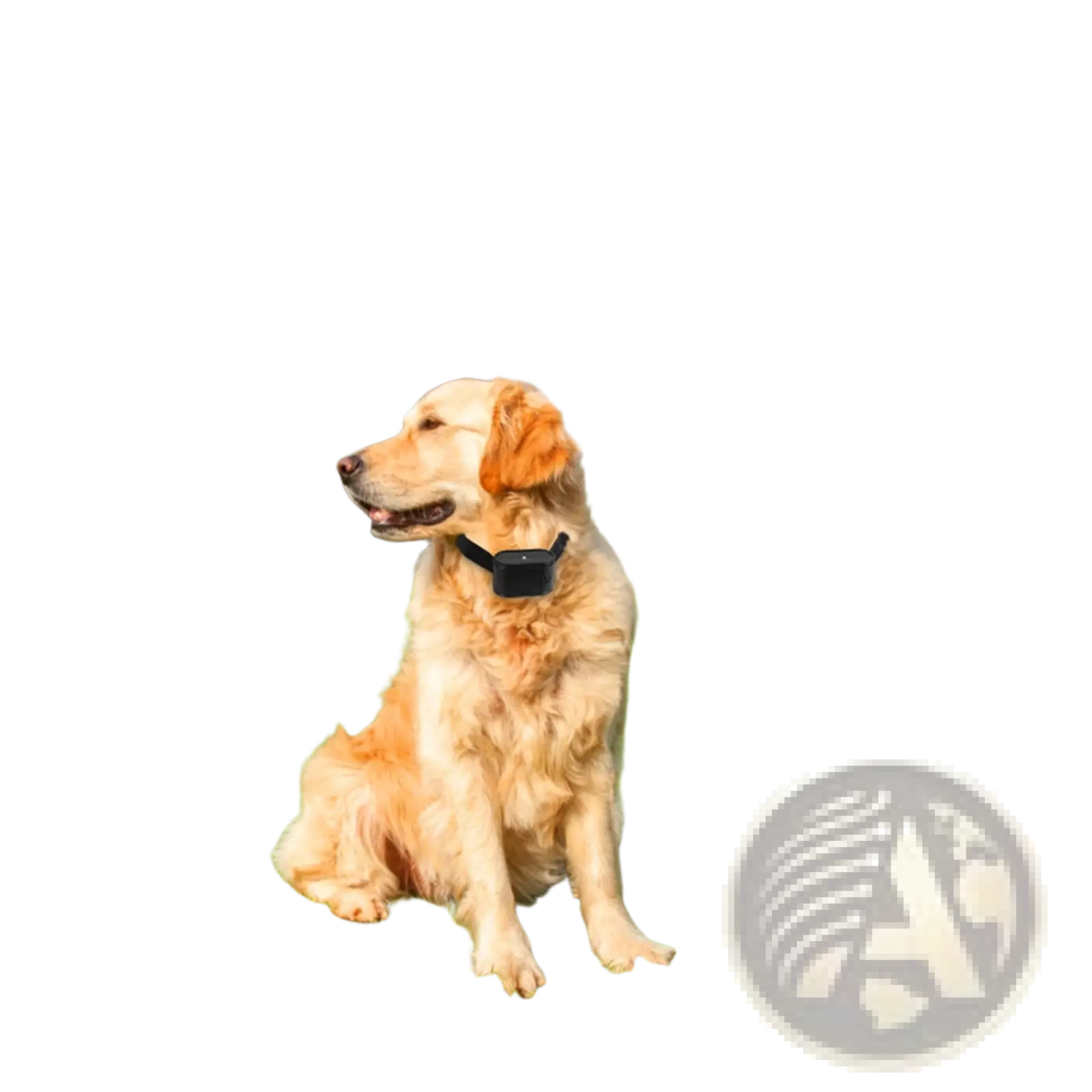 Golden retriever wearing a black water resistant collar with an electronic device for electric dog fence system use