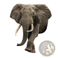 Elephant 3d canvas wall art features a realistic gray elephant with white tusks emerging from a cracked textured wall mural