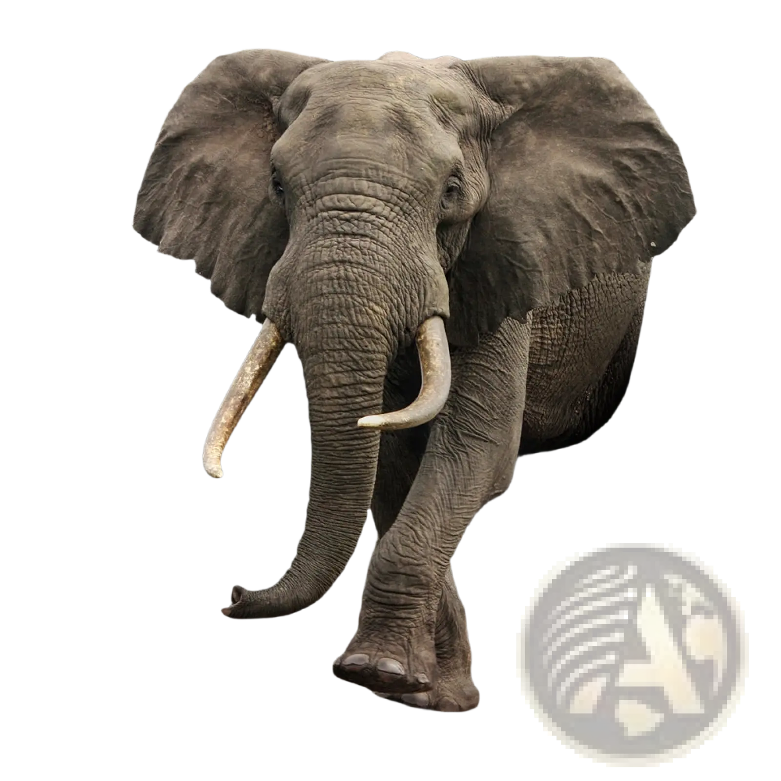 Elephant 3d canvas wall art features a realistic gray elephant with white tusks emerging from a cracked textured wall mural