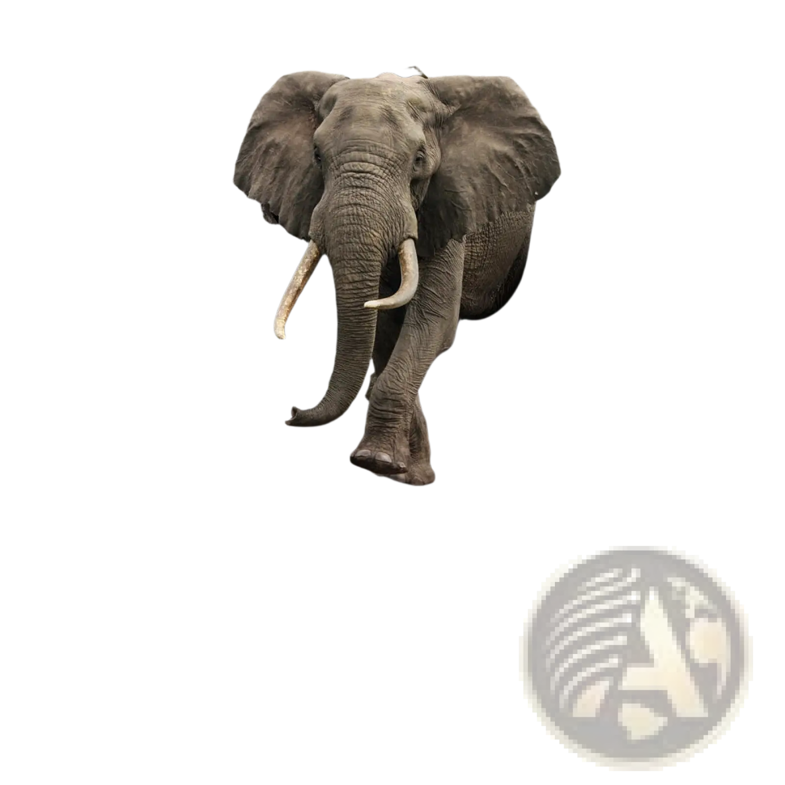 A realistic gray elephant with long white tusks bursts through a cracked textured wall 3d canvas wall art