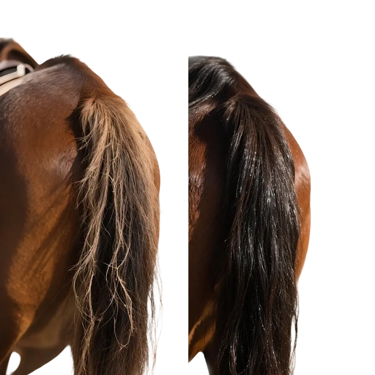 The glossy dark brown horse tail on the right shows enhanced health and vibrancy after using equine hair care oil treatment