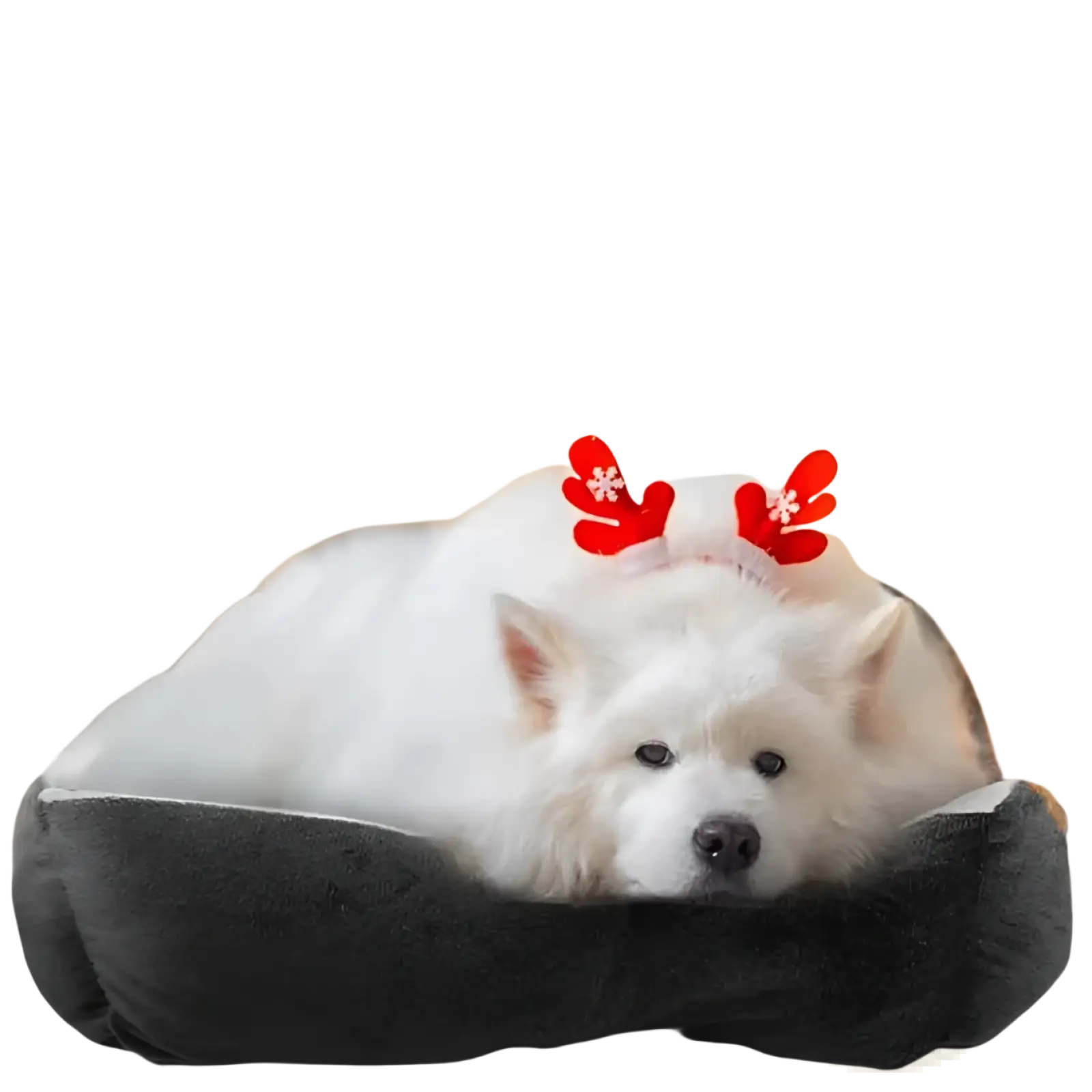 A cozy extra large black plush dog bed with white fluffy interior and festive red reindeer antlers on top