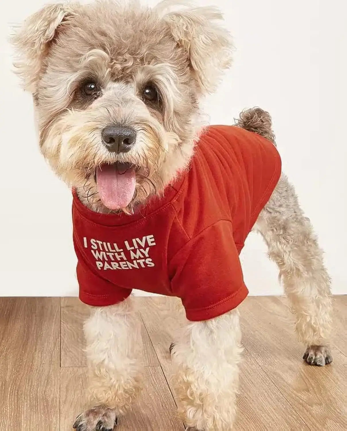A fluffy light brown and white dog wearing a vibrant red funny dog t-shirt with the text i still live with my parents printed in bold white letters for small dog clothes and pet apparel.
