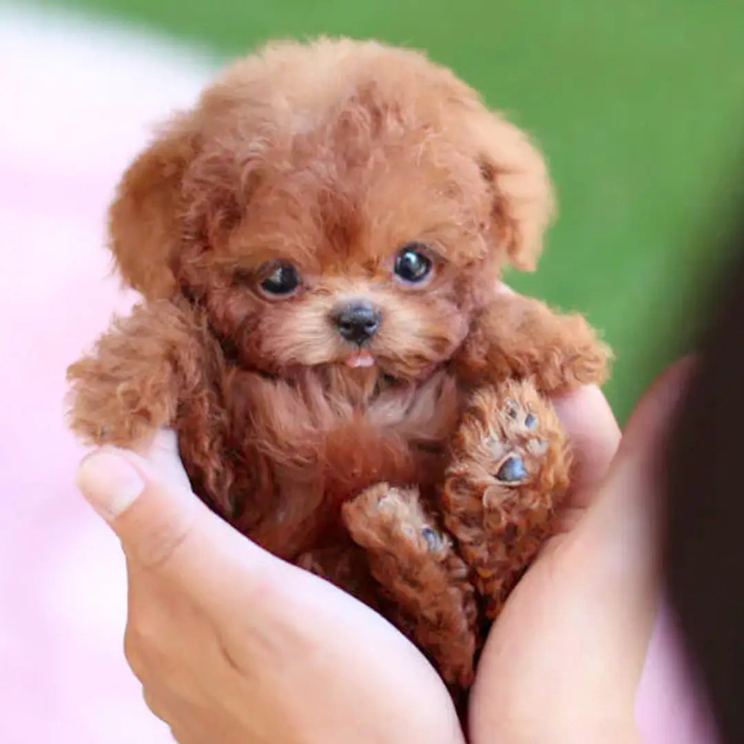 A fluffy light brown toy poodle interactive plush robot puppy with curly fur and sound and music features.