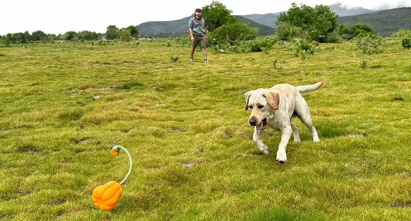 Dog Rope Fetch Toy for Aggressive Chewers Pumpkin Shape