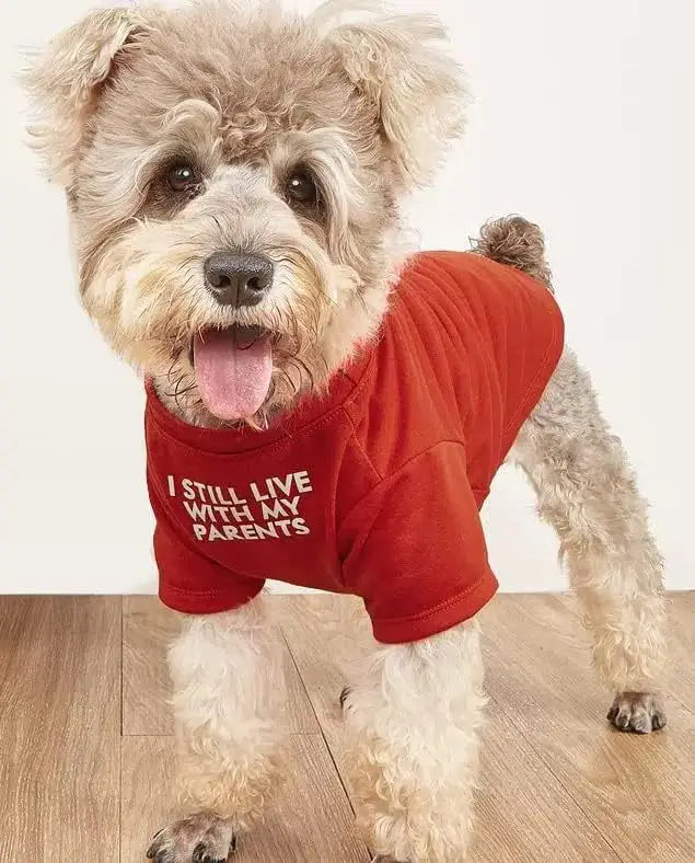 A fluffy light brown and white dog wearing a vibrant red short-sleeved funny dog t-shirt with the text i still live with my parents printed in bold white letters for small dog clothes and pet apparel.