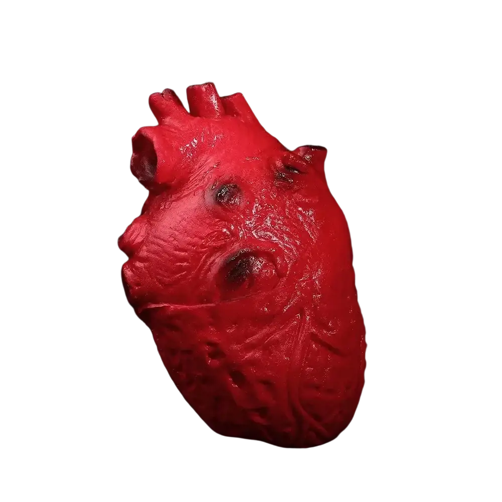 Fake bloody human heart halloween prop with glossy vivid red textured surface and anatomically detailed design