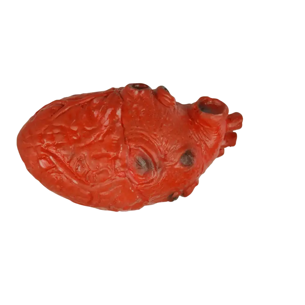 Red 8cm by 14cm anatomically detailed plastic fake bloody human heart halloween prop decorative object