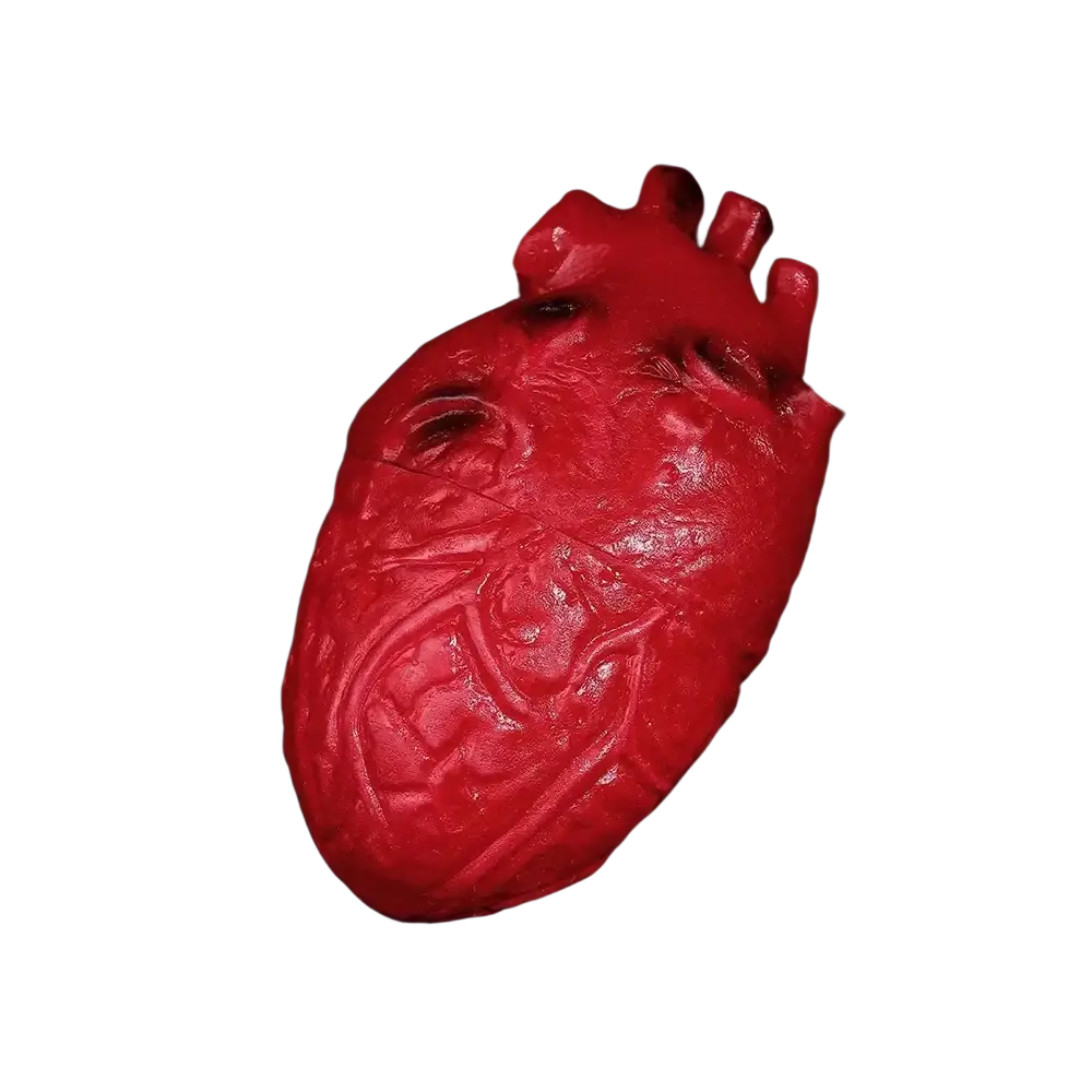 Vibrant red anatomically detailed plastic fake bloody human heart halloween prop with textured surface and vein-like ridges