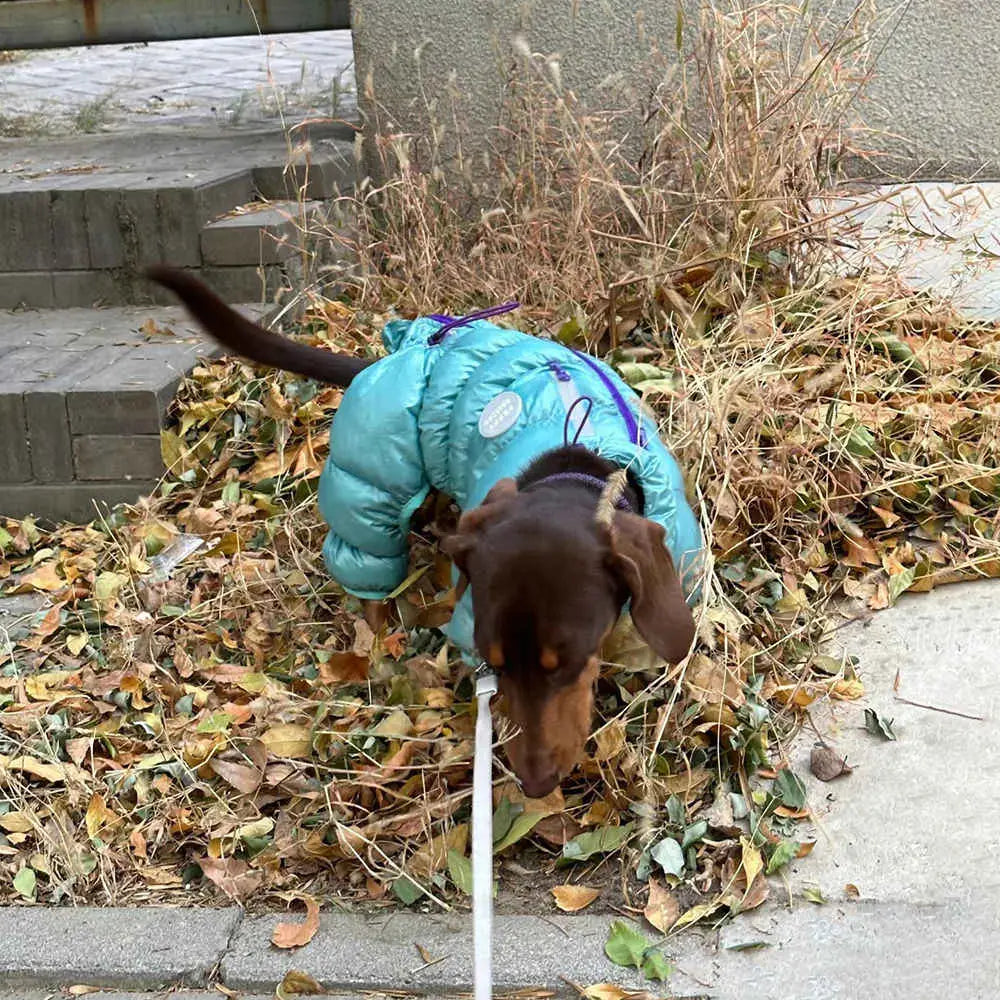 A brown dachshund wearing a teal dog puffer coat with purple trim and zipper details made of thermal cotton padded material for winter use.
