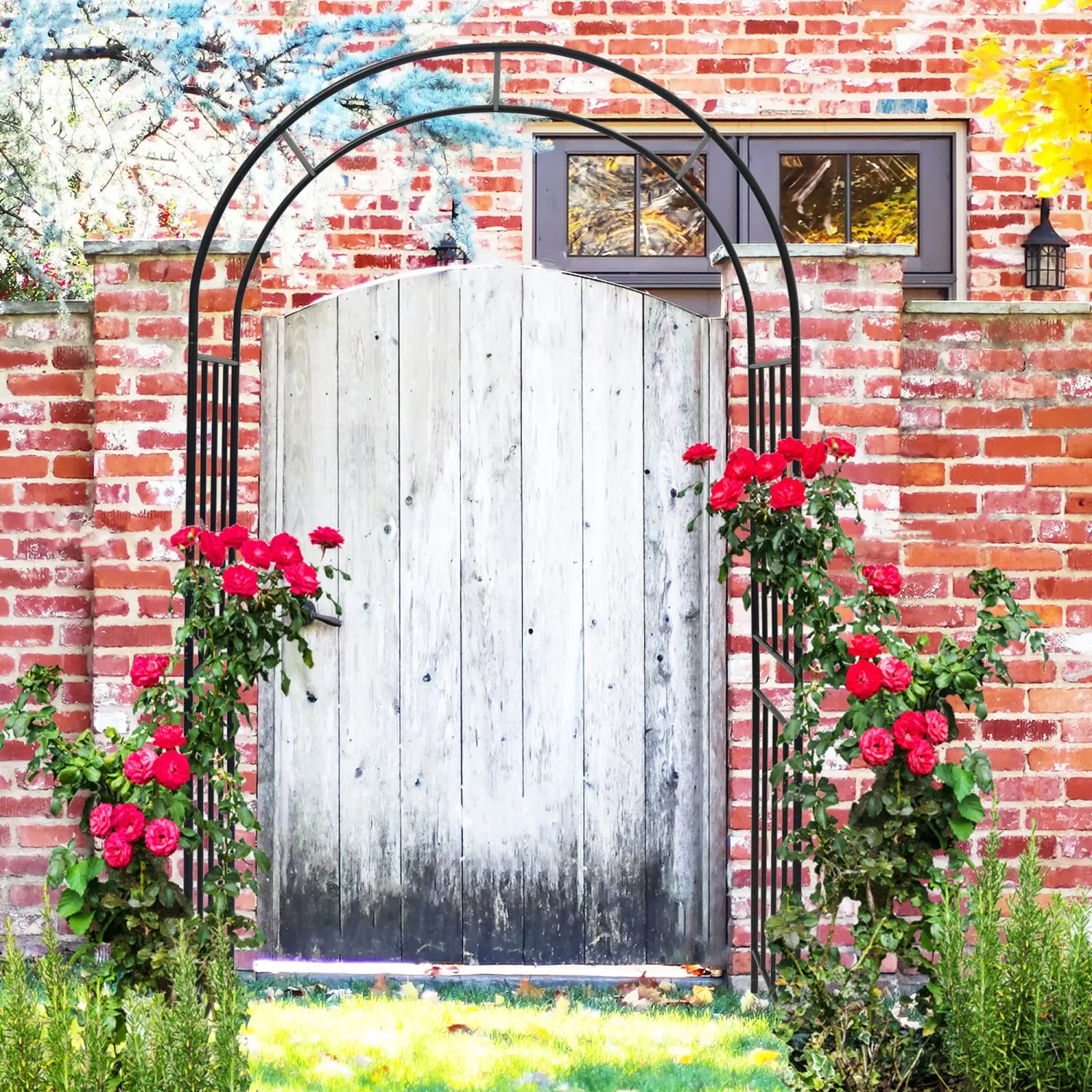 Weathered white wooden gate with a black wrought iron metal garden arch and red roses climbing the sides in a metal garden arch black wrought iron rose arbor.