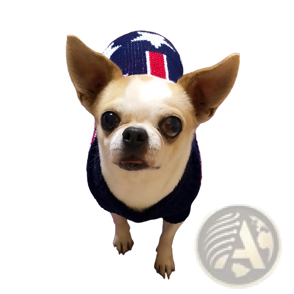A chihuahua wearing a navy blue knitted festive knit pet sweater with white stars and red stripes winter apparel