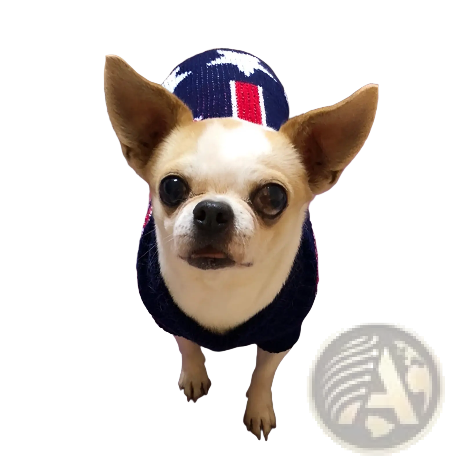 A chihuahua wearing a navy blue knitted festive knit pet sweater with white stars and red stripes winter apparel
