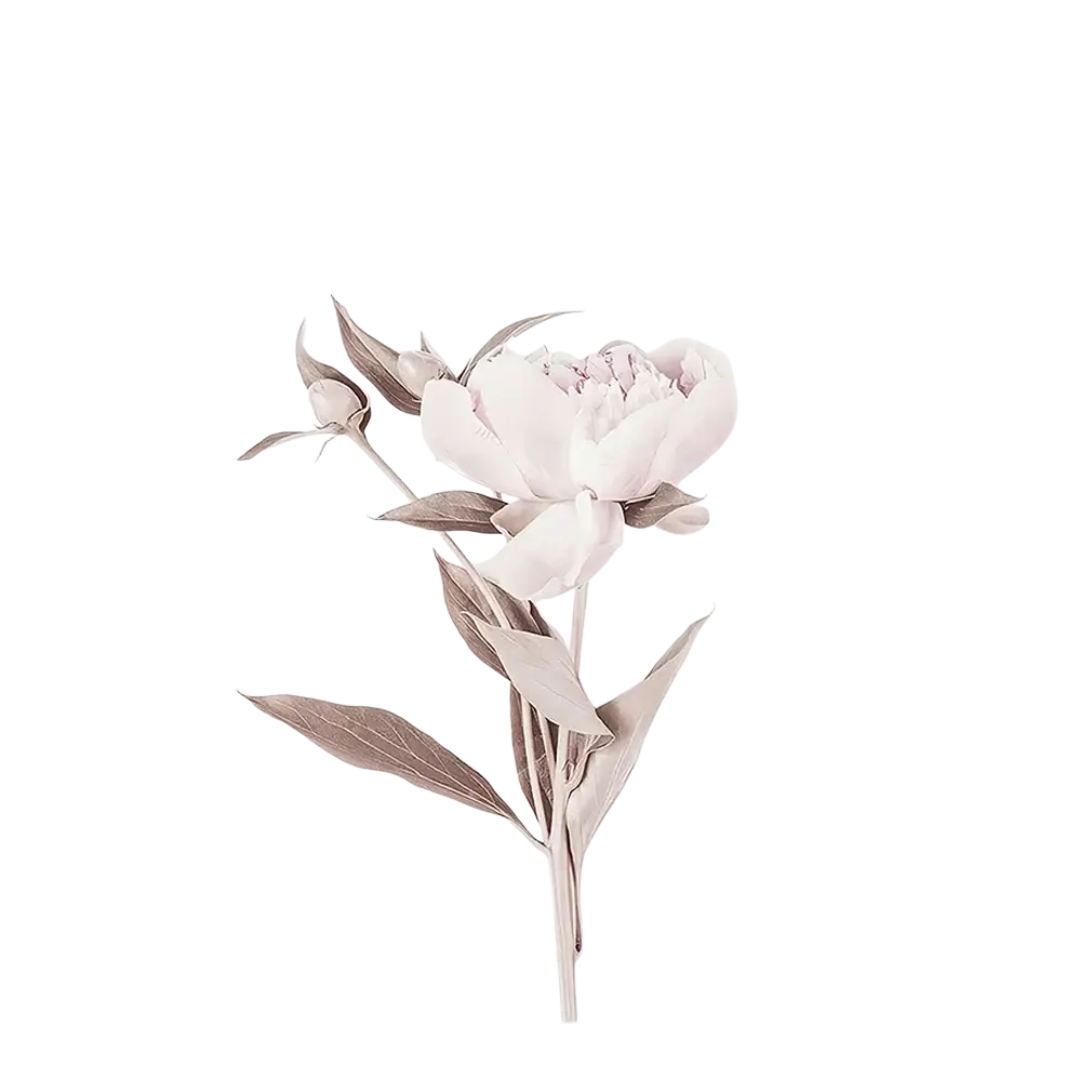 A minimalist floral canvas wall art peony print featuring a pale pink flower with grayish green leaves on white background
