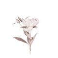 A minimalist floral canvas wall art peony print featuring a pale pink flower with grayish green leaves on white background