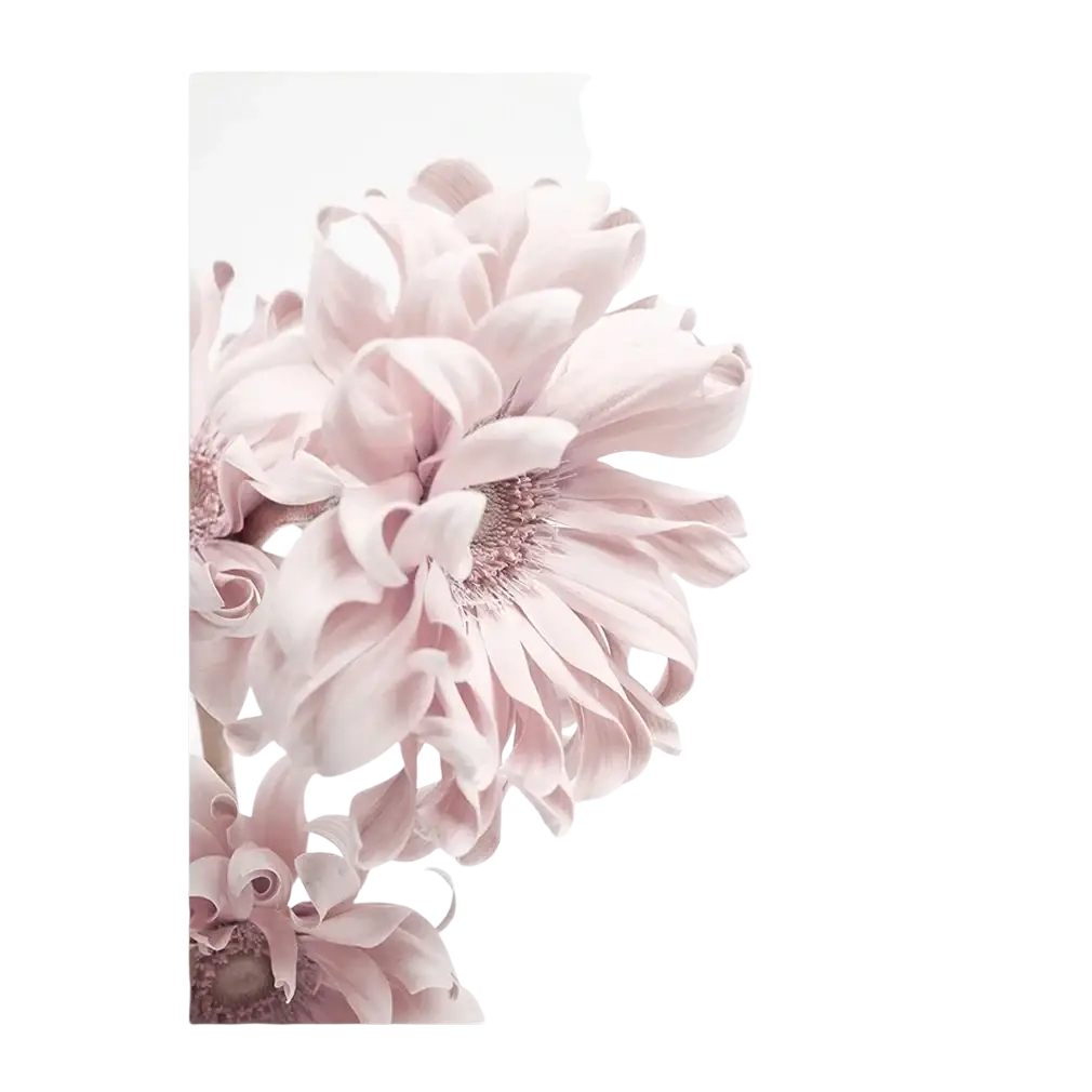 Floral canvas wall art peony print featuring soft pink delicate layered petals with subtle gradient effect