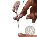 A delicate pink dried flower brooch pin with a slender metallic backing for creative corsage accessory use