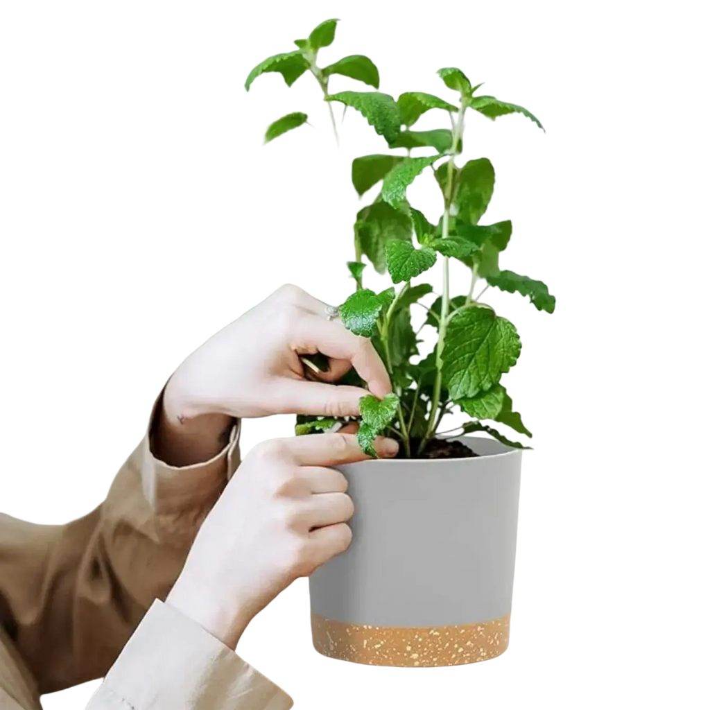 A lush green mint plant in a modern gray and terracotta speckled plastic flower pot with drainage
