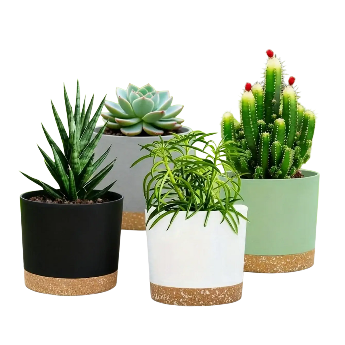 Three modern ceramic flower pots with cork bases holding succulents in a flower pot 2 pack with drainage