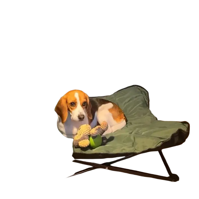 A beagle lounges on an olive green foldable pet cot with metal frame model number 1 for comfortable rest