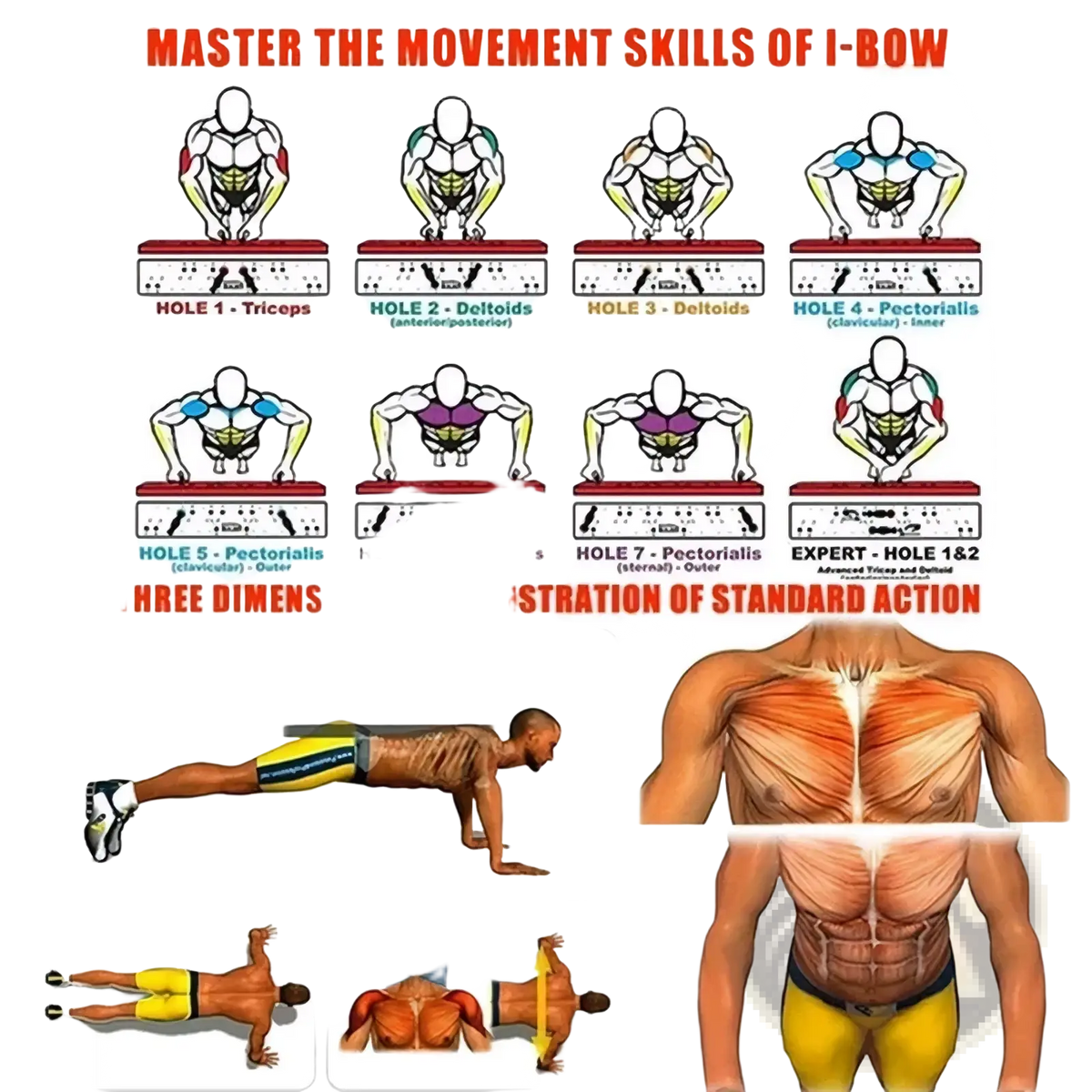 Anatomical diagram showing movement skills and muscle targets of the i-bow exercise on foldable push up board system