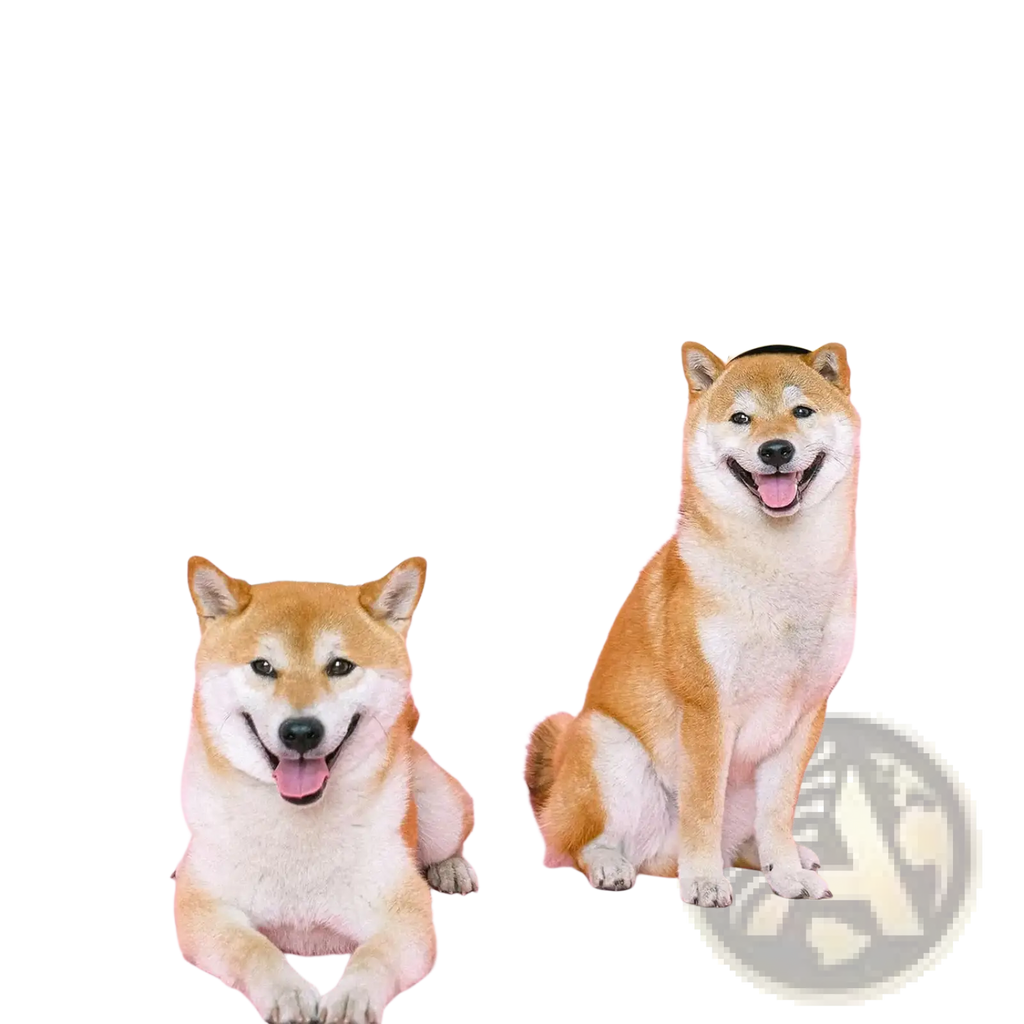 Two shiba inus wearing blue and yellow party hats pose beneath a glittery pink funny dog birthday banner