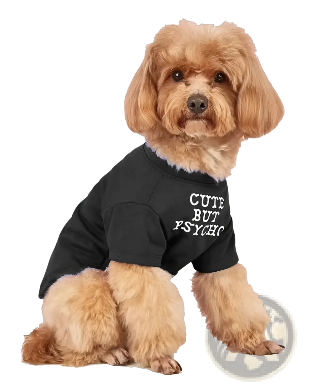 A fluffy tan dog wearing a black short-sleeved funny dog t-shirt with cute but psychic printed in white