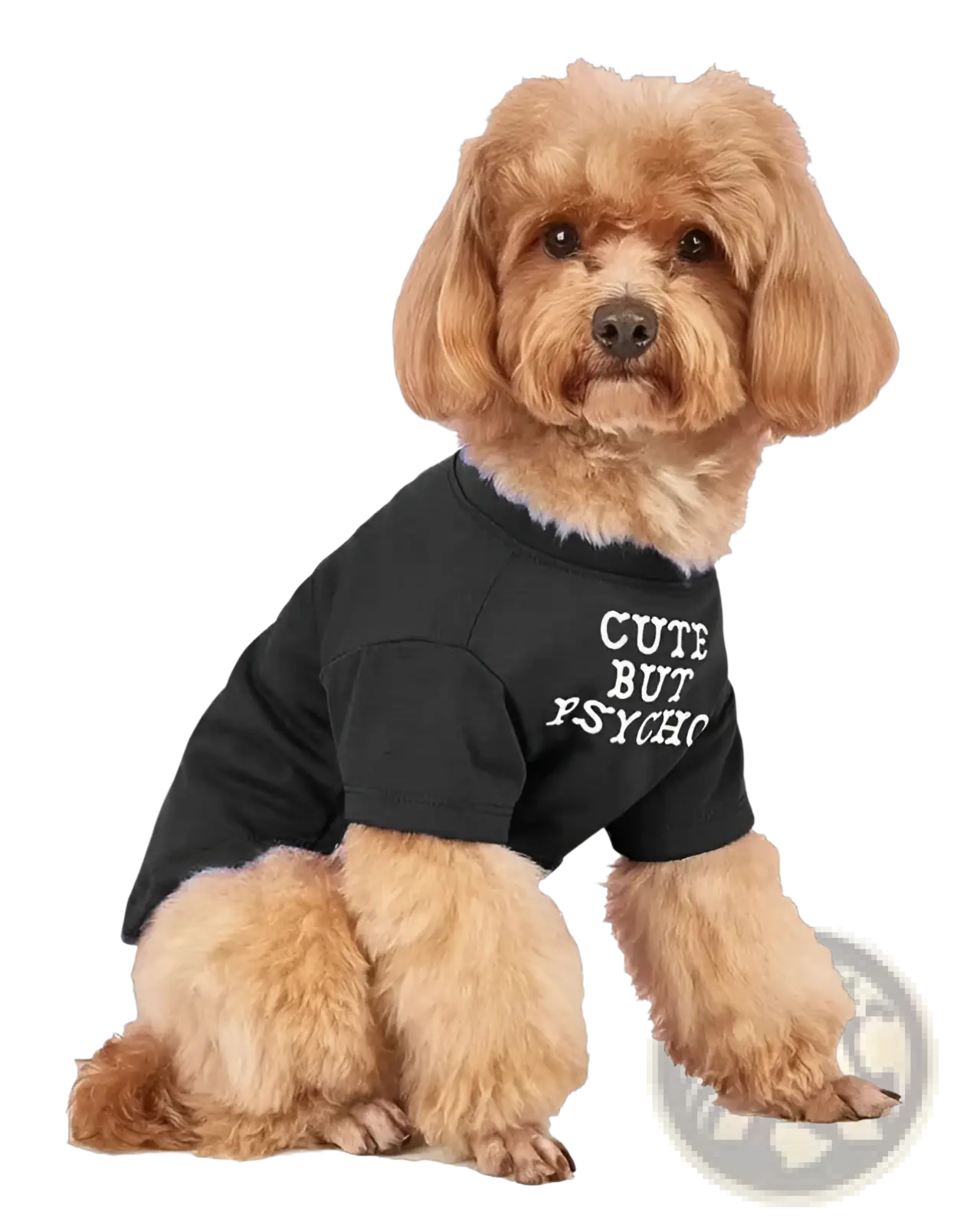 A fluffy tan dog wearing a black short-sleeved funny dog t-shirt with cute but psychic printed in white