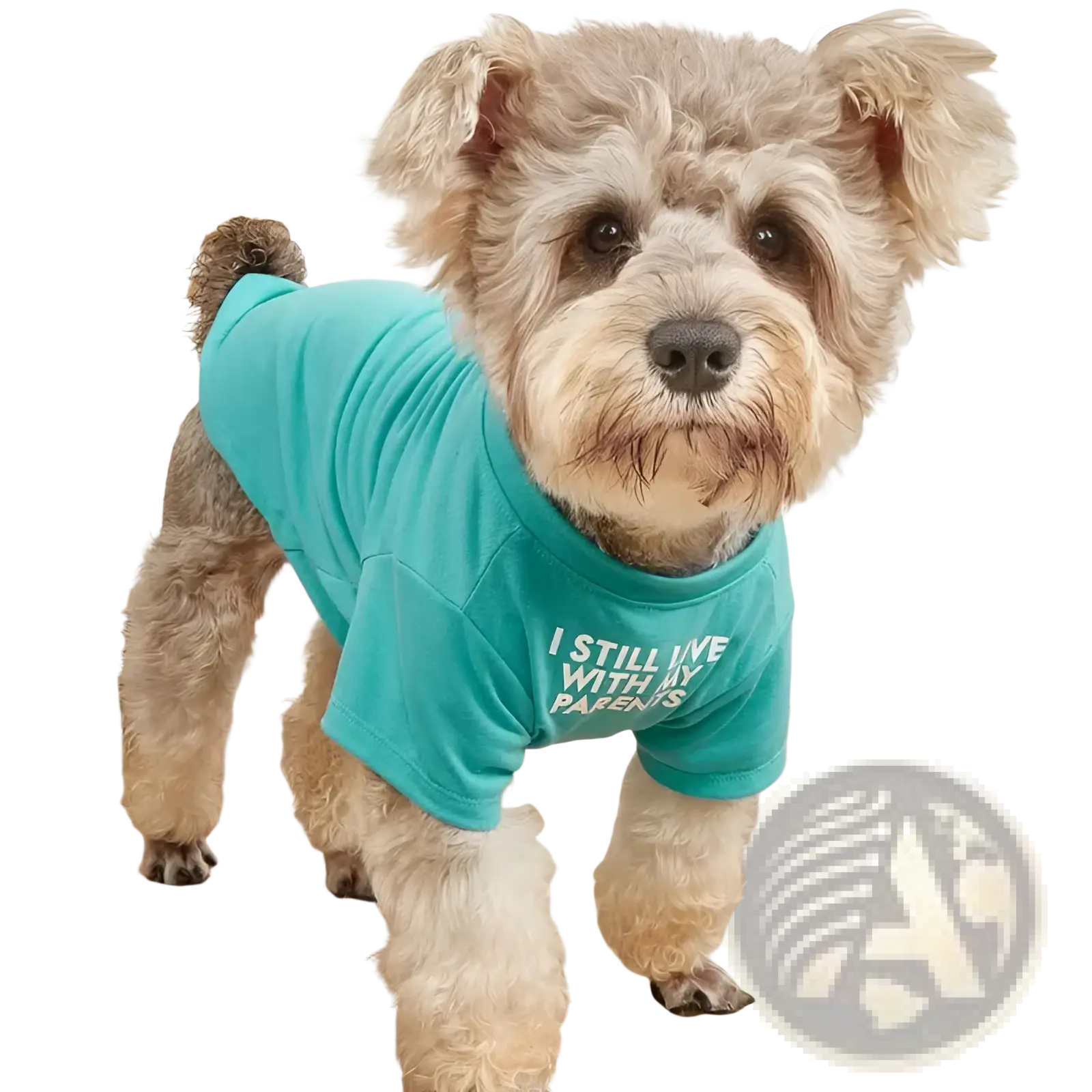A fluffy light brown and white dog wearing a teal funny dog t-shirt with i still live with my parents text