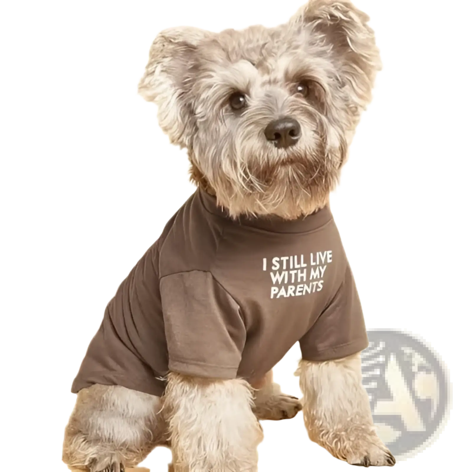 A fluffy gray dog wearing a brown funny pet t-shirt with white text for small dog clothes and apparel