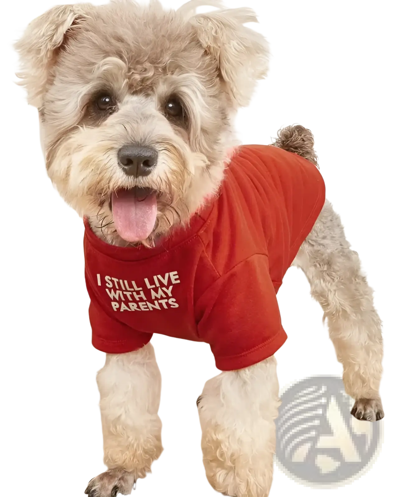A fluffy light-colored dog wearing a vibrant red funny dog t-shirt with white text for small pet apparel