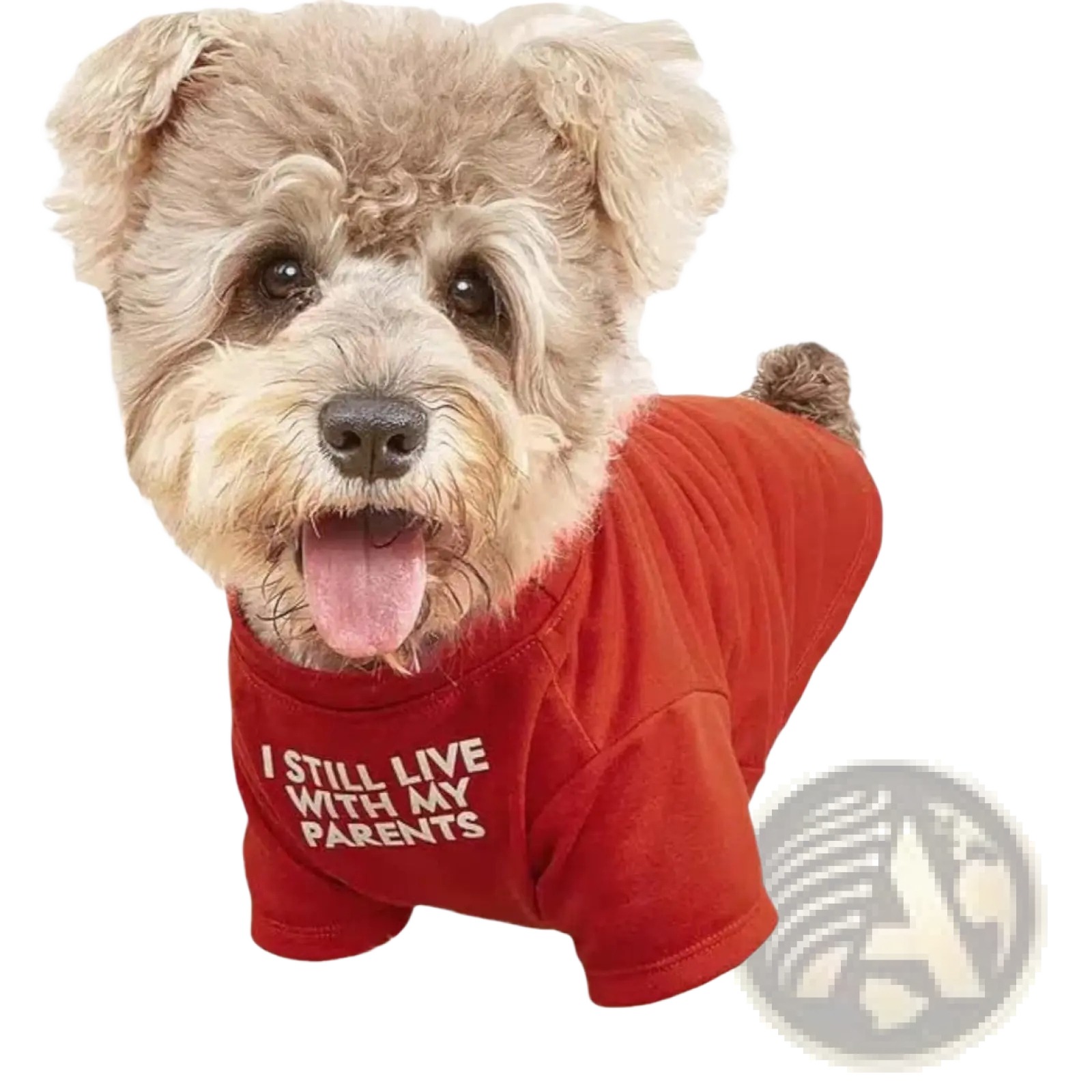 A fluffy light brown dog wearing a red funny dog t-shirt with white text for small dog clothes and pet apparel