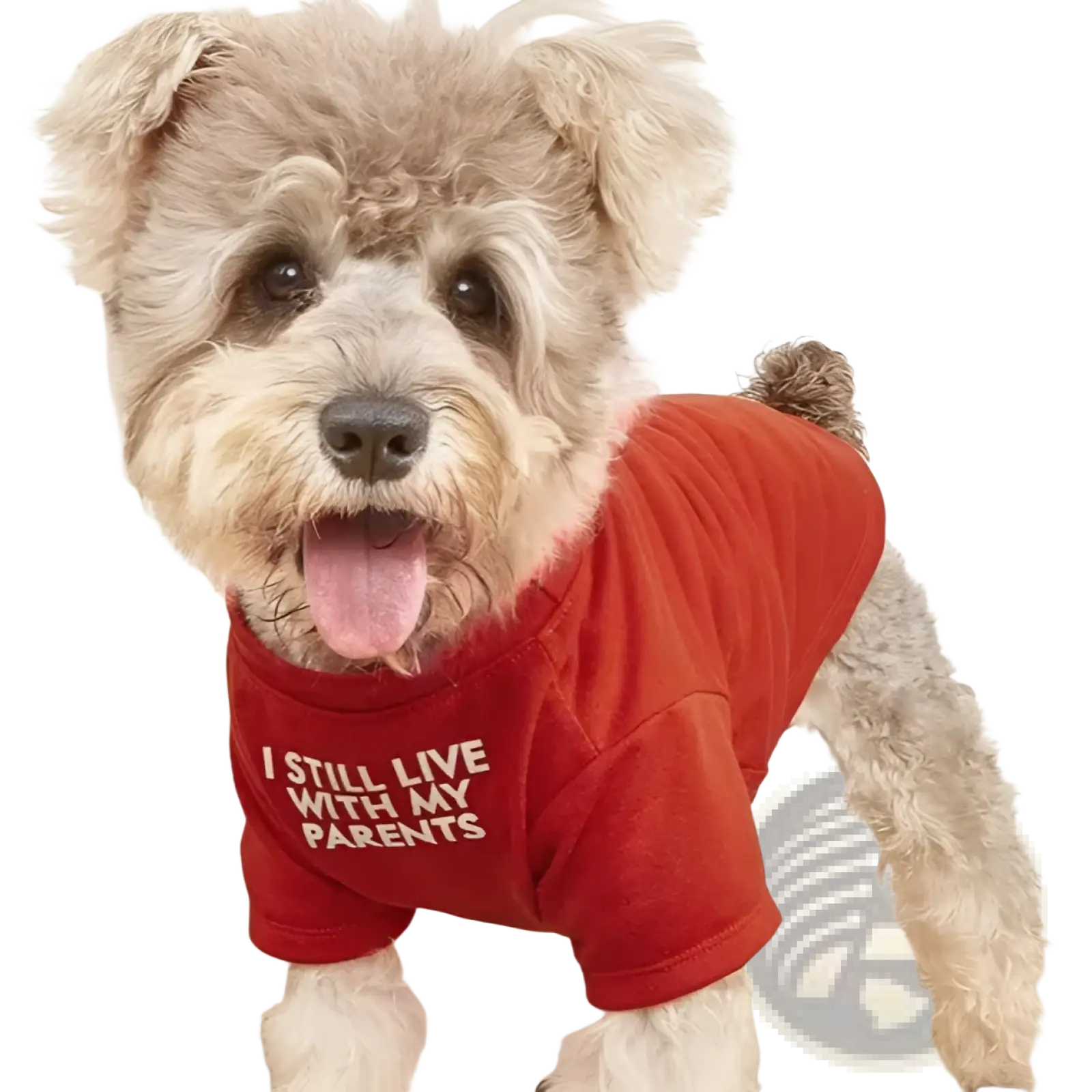 A fluffy light brown dog wearing a red funny dog t-shirt with white text for small dog clothes
