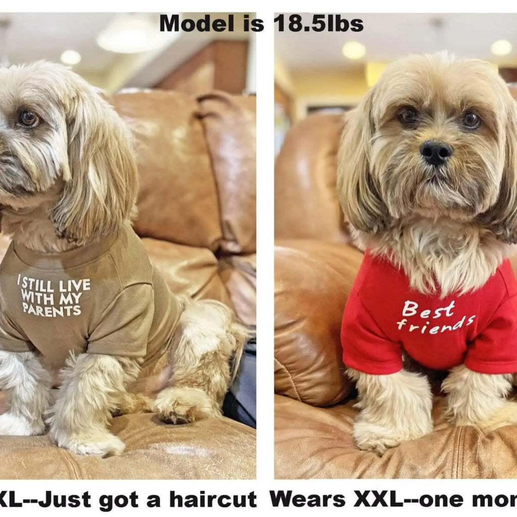 A fluffy light-brown dog wearing a tan and red funny dog t-shirt with white text for small pet apparel