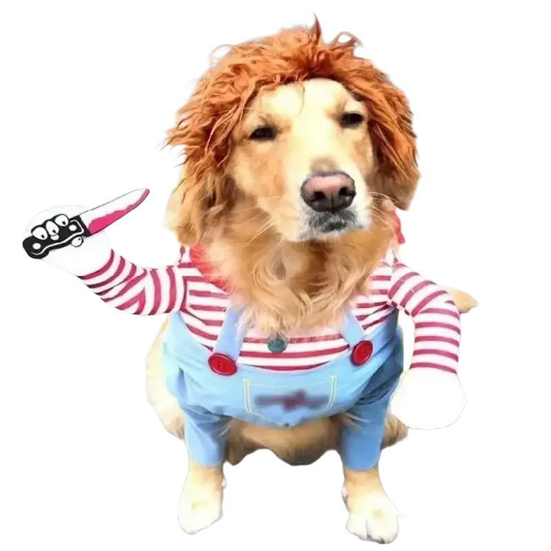 Golden retriever wearing funny killer doll dog costume with orange wig and striped shirt from mainland china