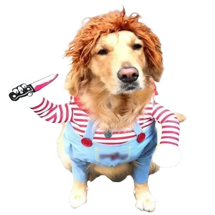 Golden retriever in a funny killer doll dog costume with red and white striped shirt, blue overalls, orange wig, and knife accessory