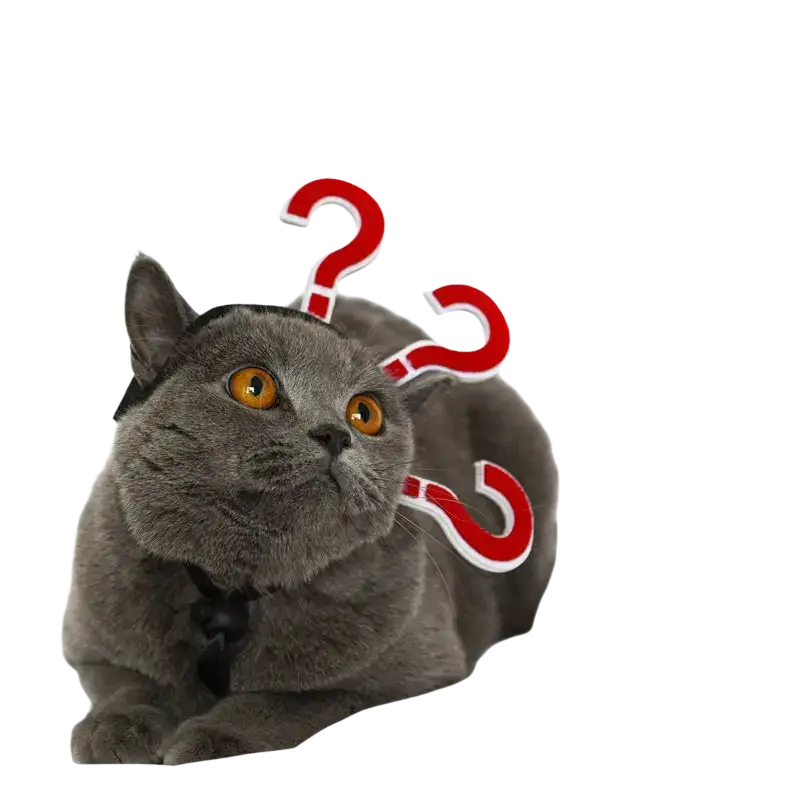 Gray british shorthair cat wearing a black bow tie funny pet costume headwear for cats and dogs with orange eyes
