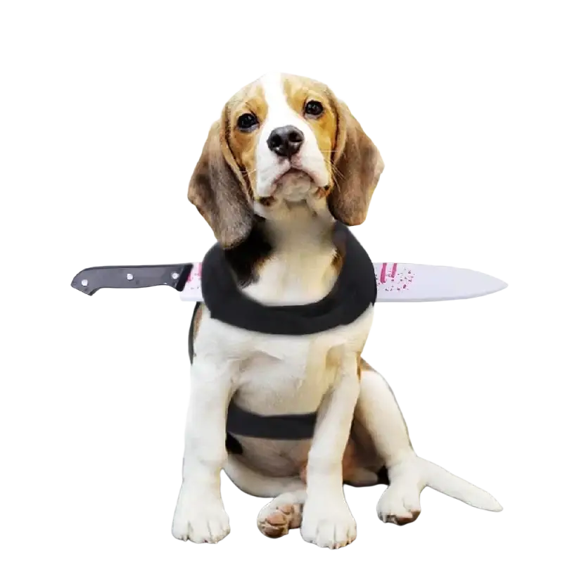 Beige and white beagle puppy wearing a black harness with plastic knife prop in funny weapon dog halloween costume with 3-10cm adjustment