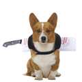 Corgi dog wearing a black neck harness with a white plastic cleaver featuring red splatter design and 3-10cm adjustment