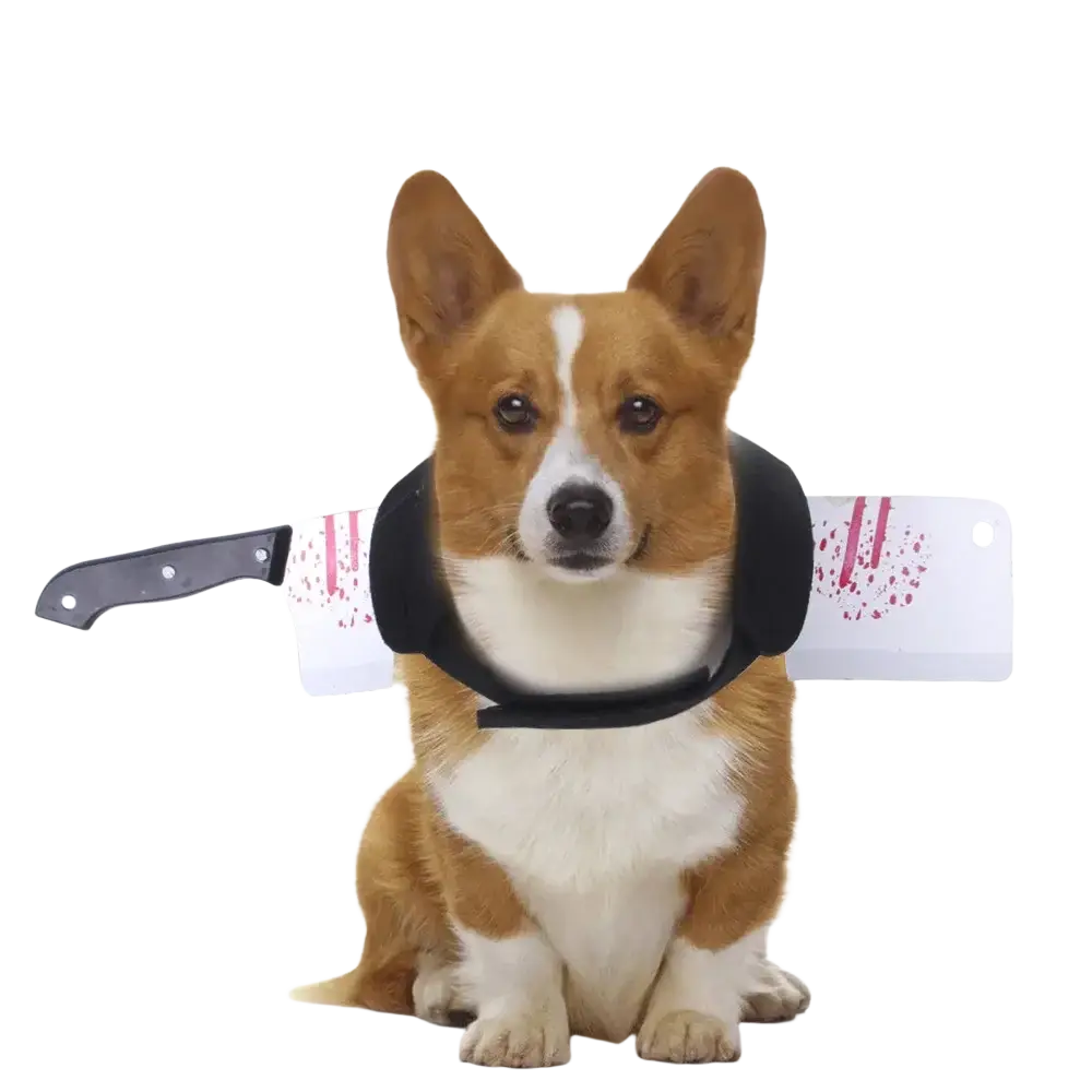 Corgi dog wearing a black neck harness with a white plastic cleaver featuring red splatter design and 3-10cm adjustment