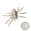 White plastic skeleton spider toy with articulated legs and black bead eyes from halloween animal skeleton props set
