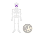 A glittery white plastic skeleton Halloween hanging paper ornament with purple sparkly eyes and mouth for decoration