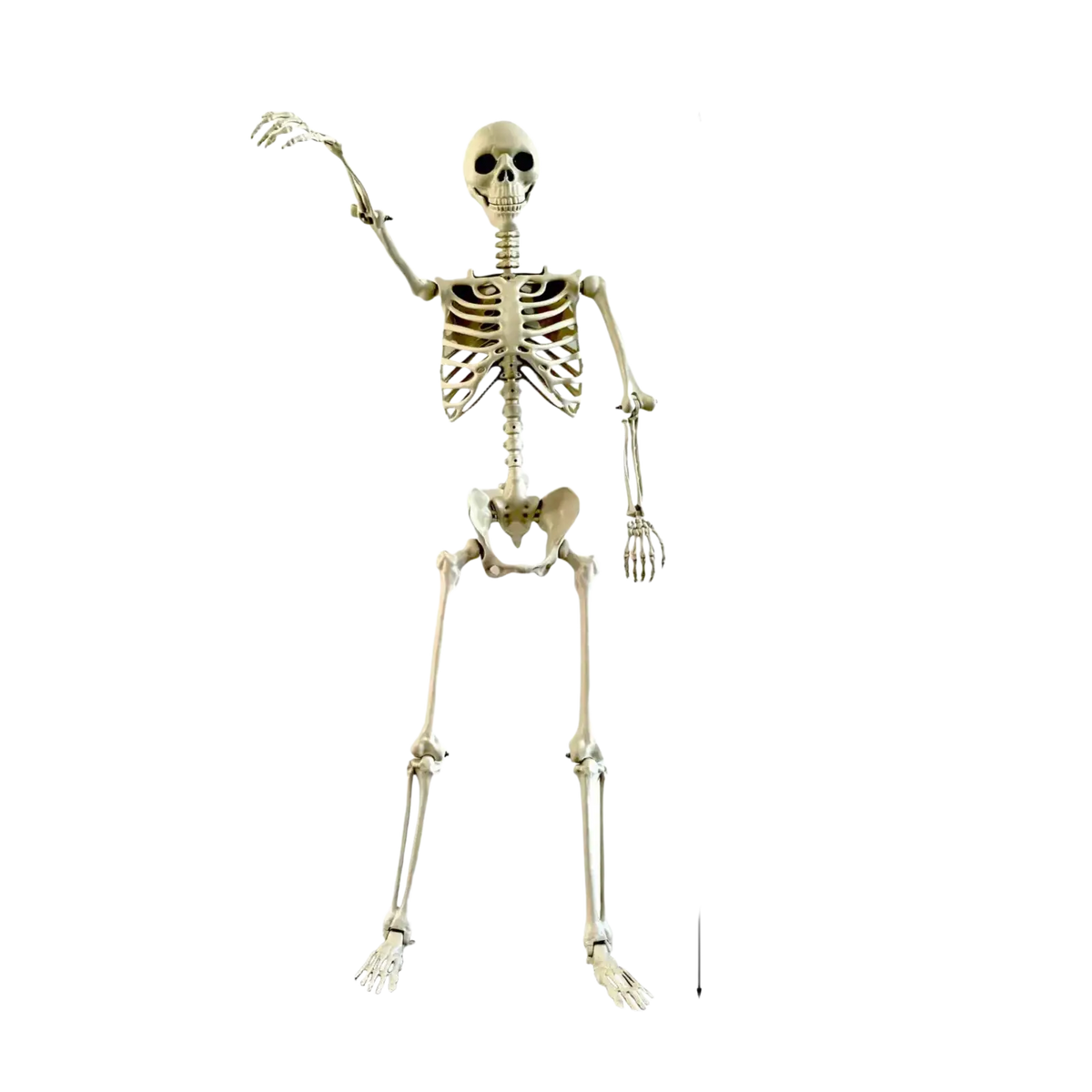 Articulated beige plastic halloween skeleton 90cm tall with detailed bones posable garden decor for haunted house