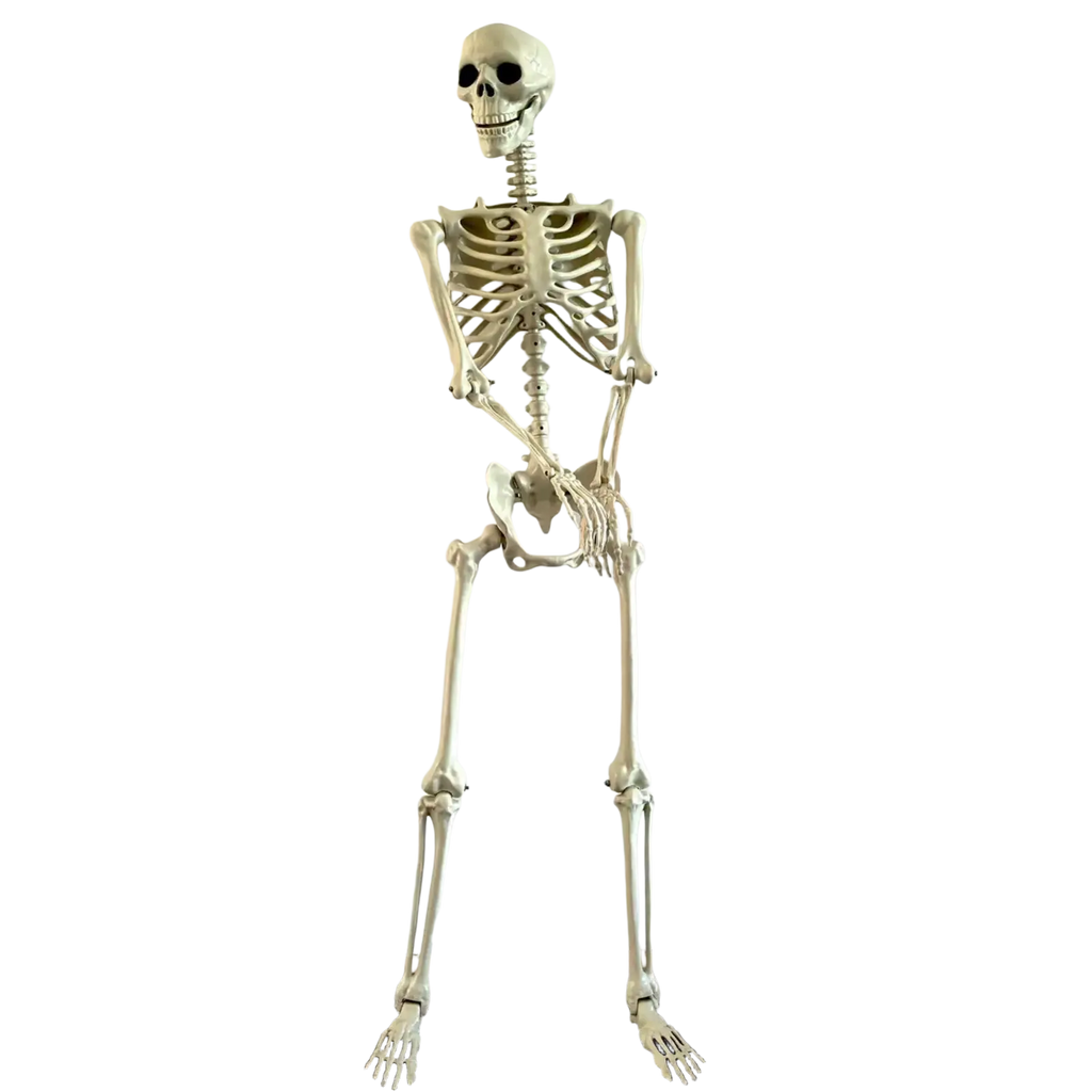 A full-sized off-white plastic halloween skeleton with articulated joints for posable garden decor or haunted house display