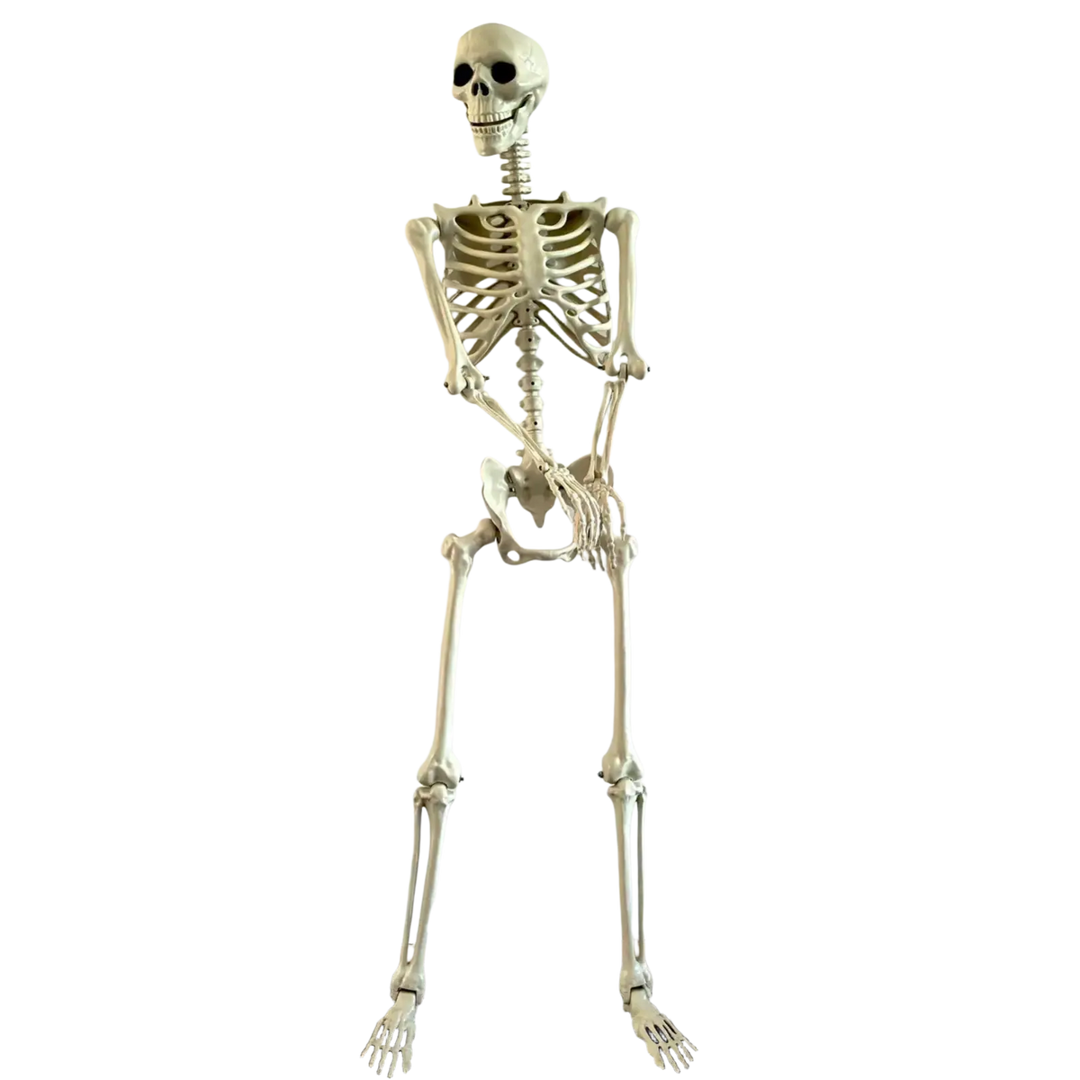 A full-sized off-white plastic halloween skeleton with articulated joints for posable garden decor or haunted house display