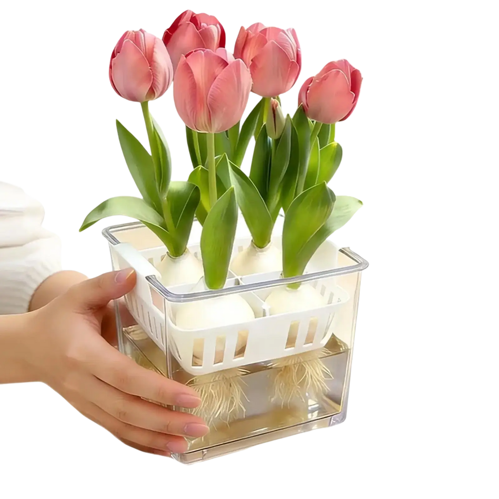 A clear hydroponic flower pot with white plastic net pots holding five pink tulips growing from bulbs in water