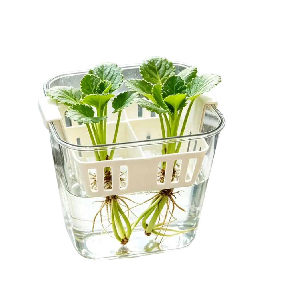 Clear glass hydroponic flower pot with white plastic 4-grid net pots holding green strawberry plants in water