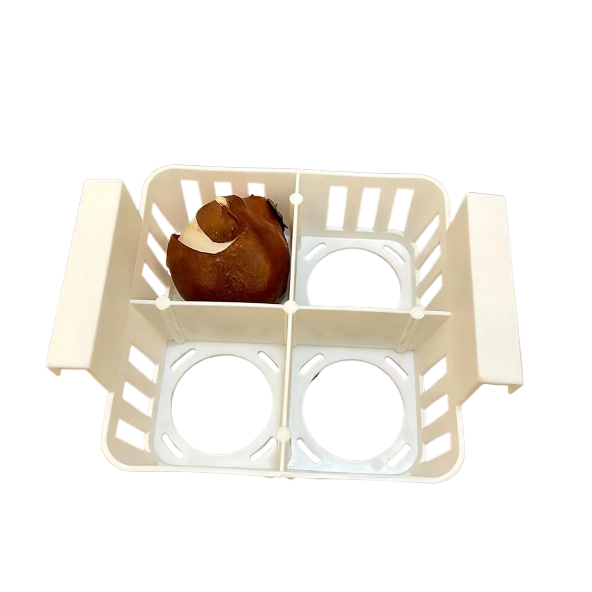 White plastic hydroponic flower pot with four clear net pots compartments holding one brown boiled egg